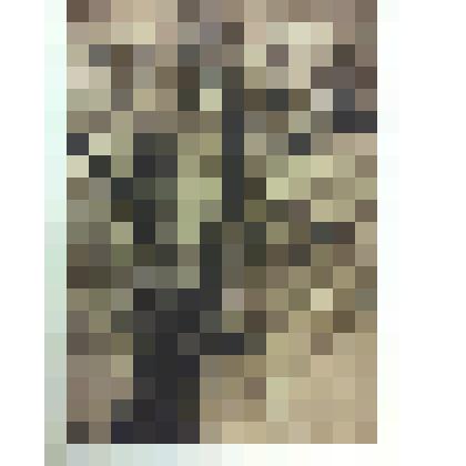 Графика. "Глубокие корни". Из серии "Деревья как люди"