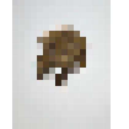 Смолевка бесстебельная. Семейство гвоздичные