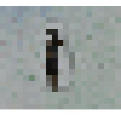 Препарат энтомологический. Окупус фуркатус