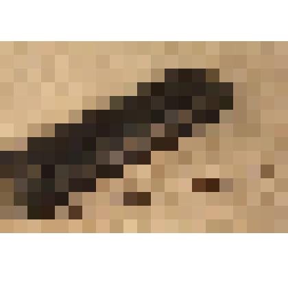 Зонд хирургический пуговчатый. из набора врачебных инструментов