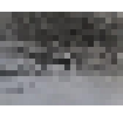 Фото Гольцовая зона Сохондинский заповедник Бурый медведь