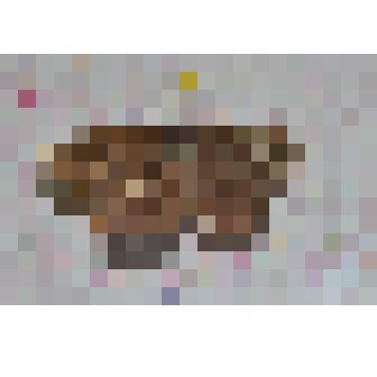 Препарат энтомологический. Хохлатка торва (самец)