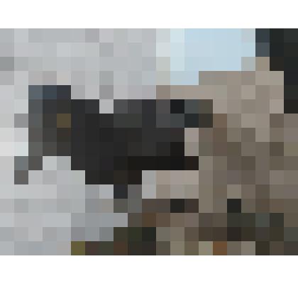 Чучело грача