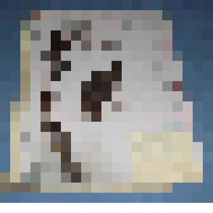 Ботаническая коллекция. Щавель густой, семейство гречишные, на гербарном листе,  луга  Игарского района. Rolygonaceae Rutex confertus W