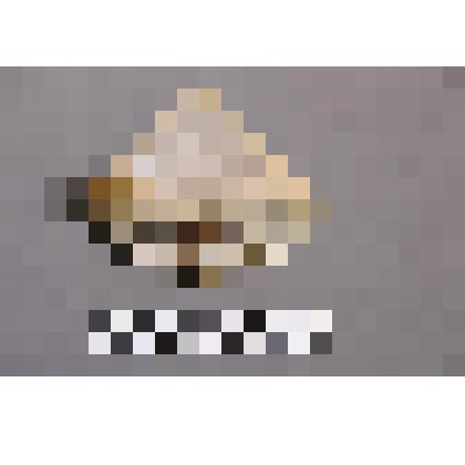 коллекция В.Ф. Лагодича. Пепельница «Золотая рыбка». Пепельница из мрамора и агальматолита. На мраморной основе пепельницы расположена рыбка передняя часть тела до первой скобы  из мрамора, задняя часть из агальматолита. Перед рыбкой приклеен мраморный ша