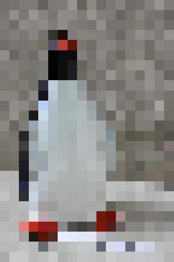 Кувшин-бутыль «Пингвин»