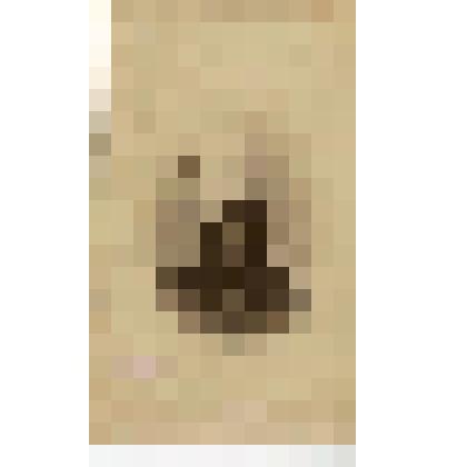 Де Витте Виктор Павлович-якутский губернатор.1869-1876 гг