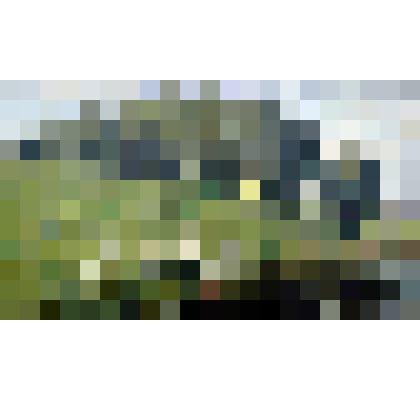 Картина. Гуси