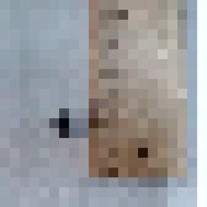 Игла морского ежа