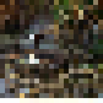 Слайд. Птицы Южной Якутии - утка чёмга в гнезде