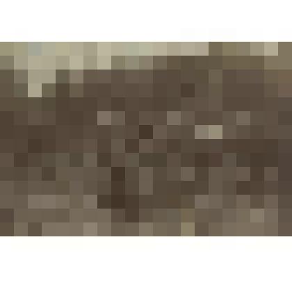 Фотография. Командиры полевой телефонной связи штаба на проверке линии