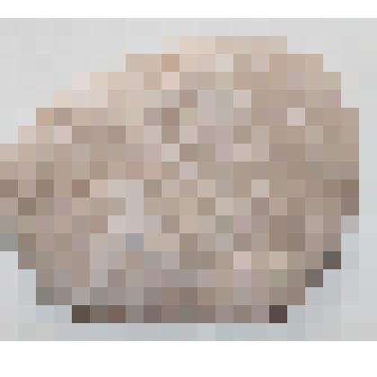 Коралловые полипы табулята