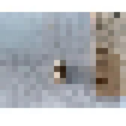 Игла морского ежа