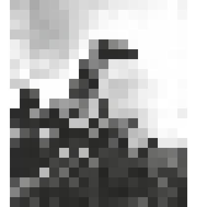 Фотография. Причуды природы