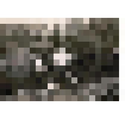 Фотография. На берегу реки