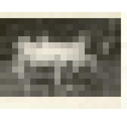 Фотография: передовая доярка колхоза имени Кирова Шутова Мария Андреевна с коровой 1 класса Кудриной на празднике животноводов