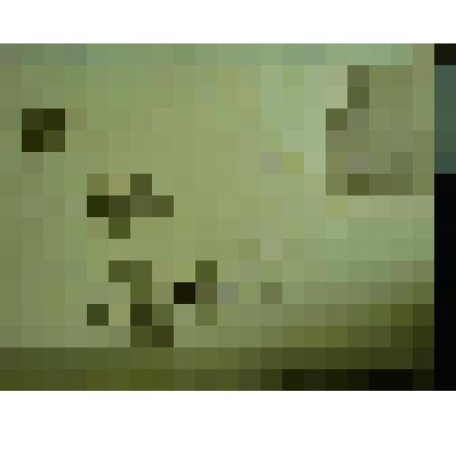 Гербарий. Земляника восточная, гербария М.И.Губельмана