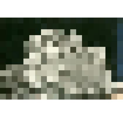 Фотография. Образцы цветной и белокочанной капусты собираемой для отправки с первой партией овощей в Булун. с. Павловское