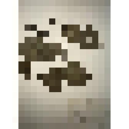 Гербарный материал Ольха чёрная