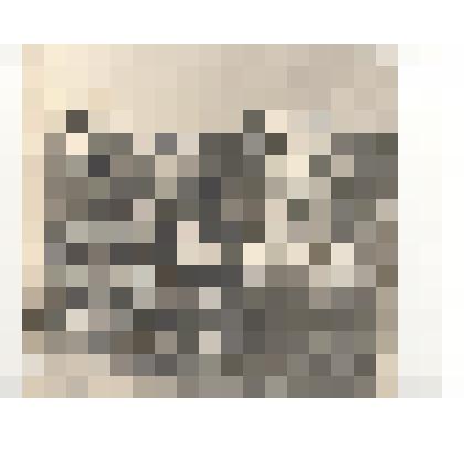 Фотография. На прополке свеклы в поле в п. Советский