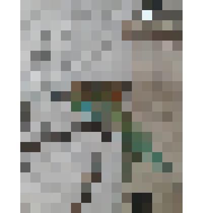 Чучело птицы "Щурка золотистая"