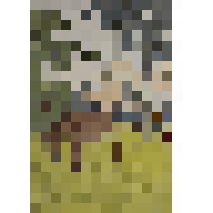 Карточка почтовая "Осёл и соловей"