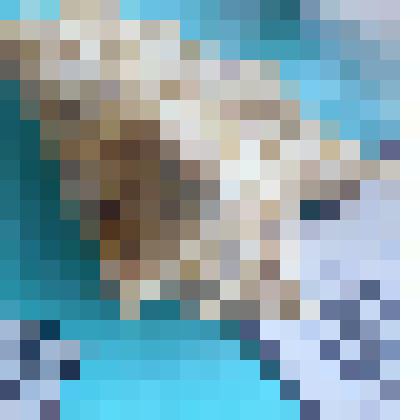 Раковина моллюсковая.Подарок городу от экипажа теплохода "Медногорск" 