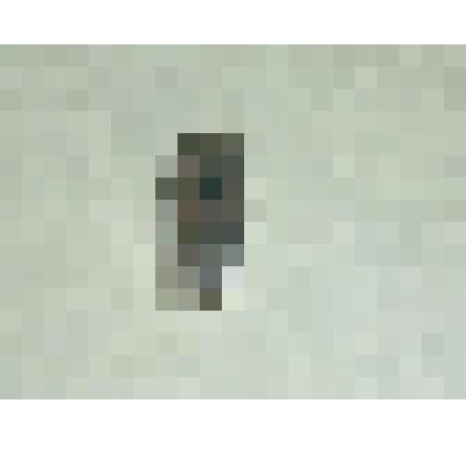 Препарат энтомологический. Пчела медоносная