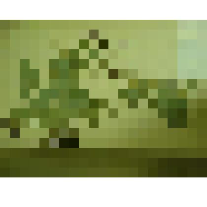 Гербарий. Чина гороховидная. Из гербария "Флора Ингрика"