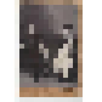 Ф/чб/п. Портрет семейной пары с двумя детьми (родственники Бутенко-Резниченко М.Ф.). Покровск. Фот. А.Я. Диденко. ~ 1914