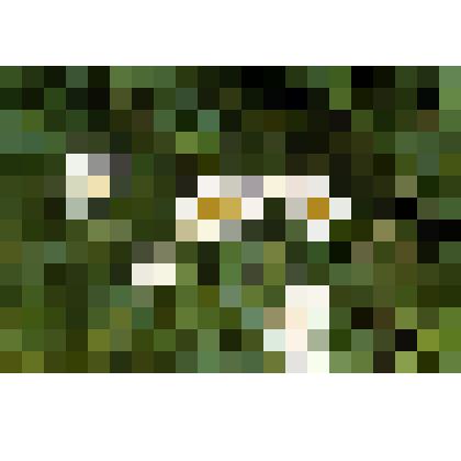 Слайд. Цветы ромашки