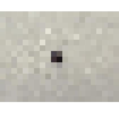 Препарат энтомологический. Усач тополевый