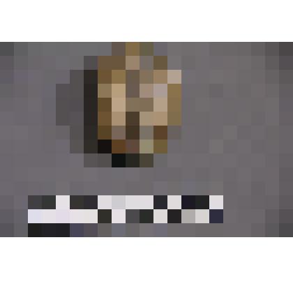 коллекция В.Ф. Лагодича. Талисман каменный, выполненный в виде головы человека. Овальной формы. С волосами с правой и левой стороны от глаз, и бородой. Камень коричневого цвета