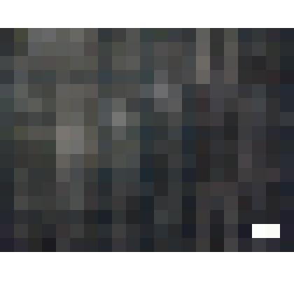 Образец ткани Киржачского шелкового комбината "Шотландка" из альбома №493