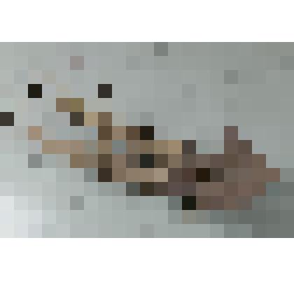 Рассоха двузубая перовая