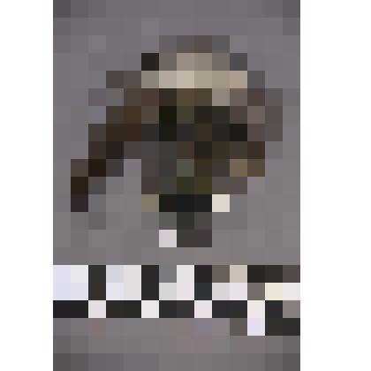 чеканка. Талисман на металлической пластине в виде лица человека. Волосы из меха. На обратной стороне подложка из кожи. Вверху пластины закреплено металлическое кольцо