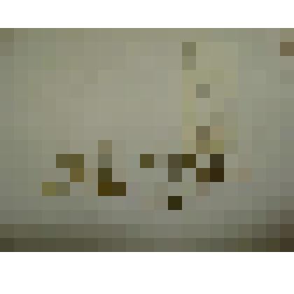 Гербарий. Ясколка пятитычинковая. Из гербария "Флора Ингрика"