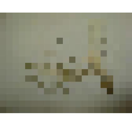 Гербарий. Растений. Из гербария "Флора Ингрика"