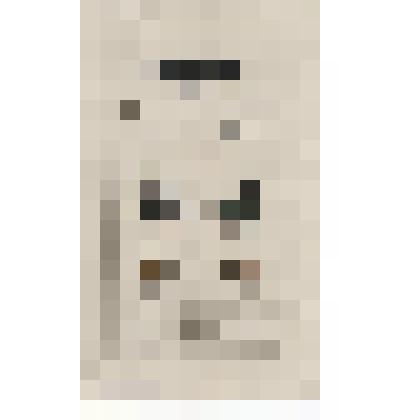 Гравюра. Curculio Palmarum, Lin