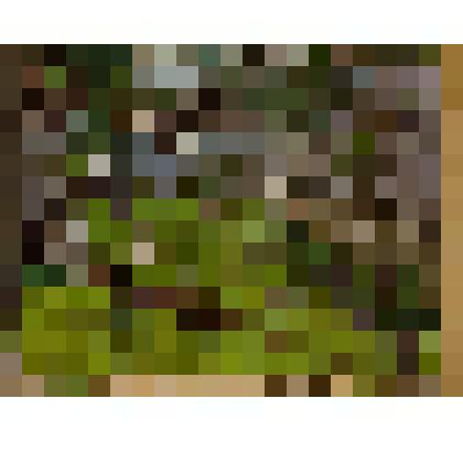 Цветущие деревья