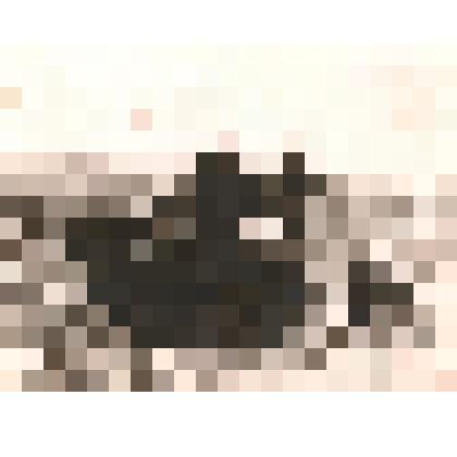 Фотография. Учащиеся 1-й средней школы Аркадака на уборке урожая в колхозе «Память Ильича» (с. Подгорное). Изображение учащихся – девочек, работающих на поле