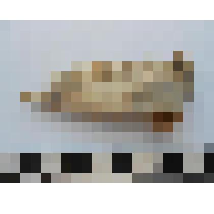 Археология. Фрагмент челюсти животного (овцы?)