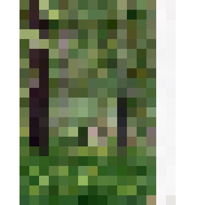 Этюд. Кипрей среди елей