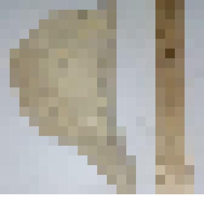 Отпечатки ядра аммонита и брюхоногих моллюсков