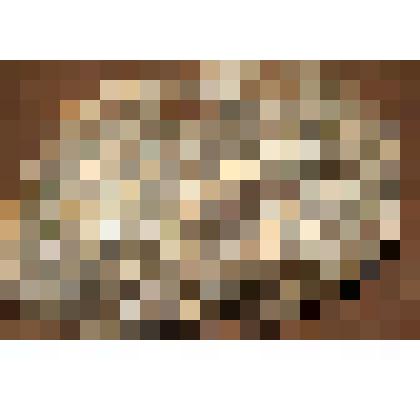 Комплектный зуб мамонта,верхний