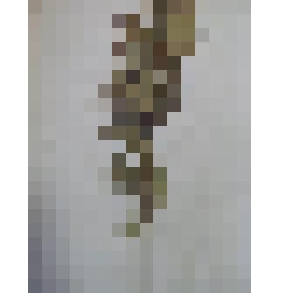 Гербарий для курса ботаники средней школы