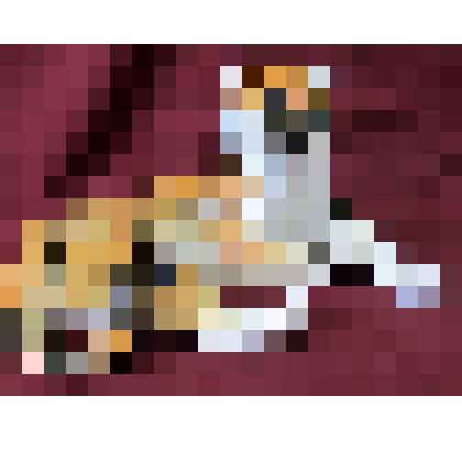 Тигр большой