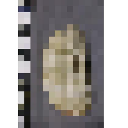 коллекция В.Ф. Лагодича. Талисман каменный лежачий, выполнен в виде головы человека. С правой и левой стороны от лица вырезаны волосы. Камень светло коричневого цвета