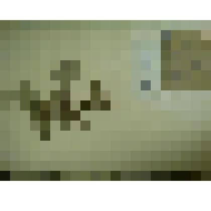 Гербарий. Малина сахалинская, гербария М.И.Губельмана