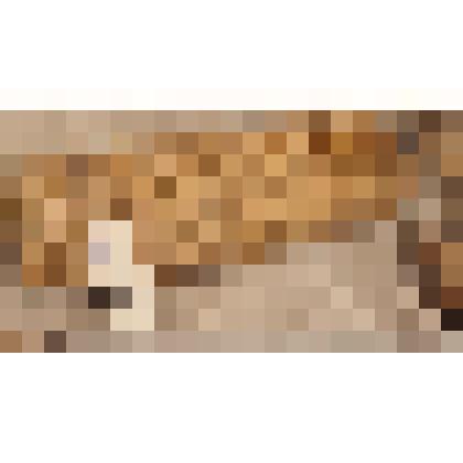 Лапоть марийский женский, из коллекции бытовых вещей из этнографической экспедиции Саратовского областного музея краеведения в сентябре 2006 года в Питерский район